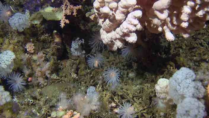 Zimnowodne rafy koralowe