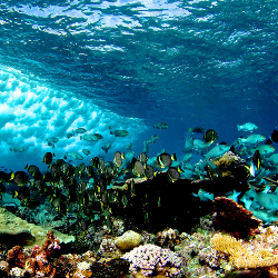 Kondycja raf koralowych