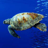 Żółwie morskie